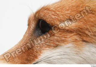 Fox  2 eye 0003.jpg